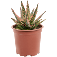 Aloe 'Pink Blush'