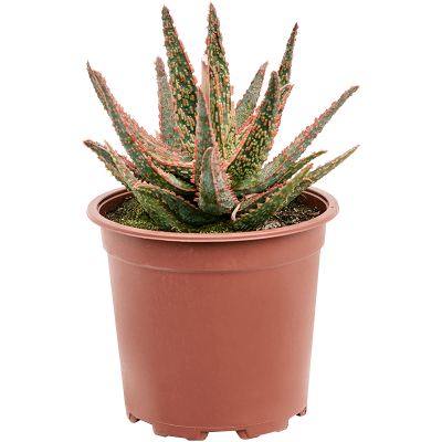 Растение горшечное Алоэ/Aloe 'Pink Blush'