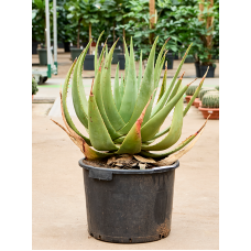 Aloe tomentosa