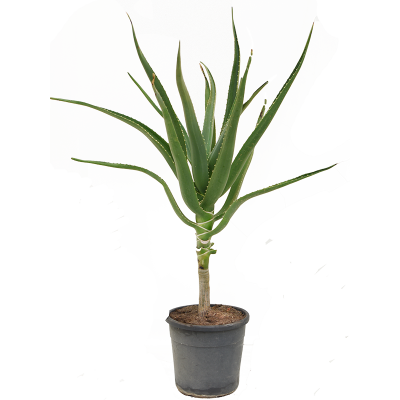 Растение горшечное Алоэ/Aloe bainesii (barberae)