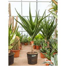 Aloe bainesii (barberae)