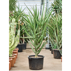 Aloe tongaensis 'Medusa' (150-170)