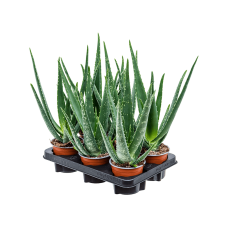 Aloe vera barbadensis 6/tray