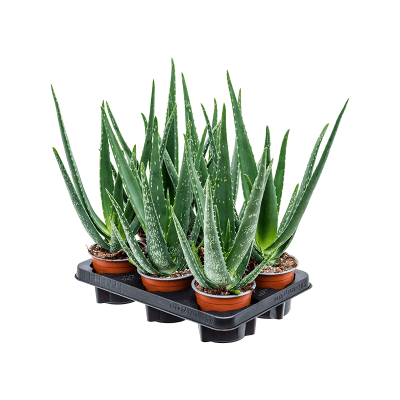 Растение горшечное Алоэ/Aloe vera barbadensis 6/tray