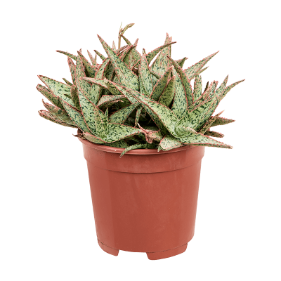 Растение горшечное Алоэ/Aloe 'Vito'