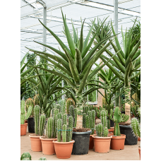 Aloe bainesii (barberae)