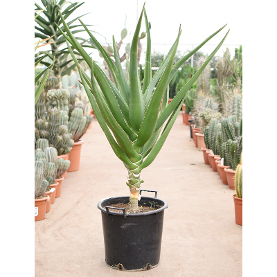 Растение горшечное Алоэ/Aloe bainesii (barberae)