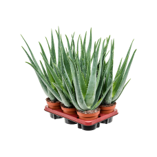 Aloe vera barbadensis 6/tray