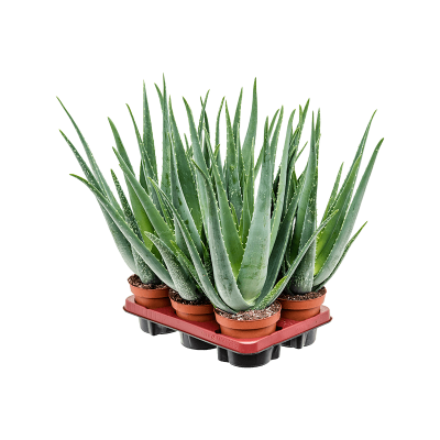 Растение горшечное Алоэ/Aloe vera barbadensis 6/tray