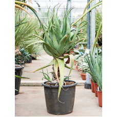 Aloe ferox