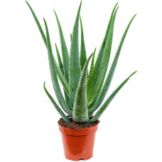 Aloe vera barbadensis