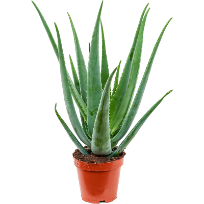 Растение горшечное Алоэ/Aloe vera barbadensis