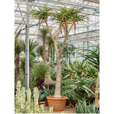 Aloe bainesii (barberae)