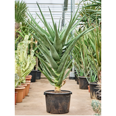 Aloe 'Hercules' (140-160)