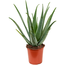 Aloe vera barbadensis