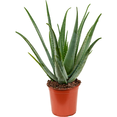 Растение горшечное Алоэ/Aloe vera barbadensis