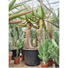 Aloe marlothii