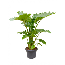 Alocasia 'Portodora'