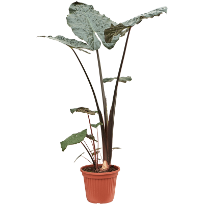 Растение горшечное Алоказия/Alocasia sarawakensis 'Yucatan princess'