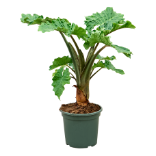 Alocasia 'Low Rider'