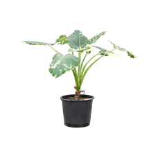 Alocasia macrorrhizos variegata