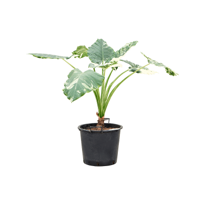 Растение горшечное Алоказия/Alocasia macrorrhizos variegata