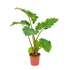 Alocasia 'Portodora'