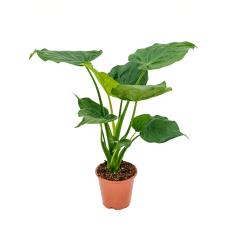 Alocasia cucullata