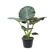 Alocasia 'Regal Shields'