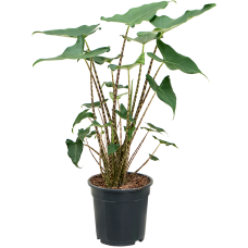 Alocasia zebrina 'Siberian Tiger'