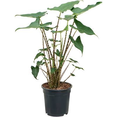 Растение горшечное Алоказия/Alocasia zebrina 'Siberian Tiger'