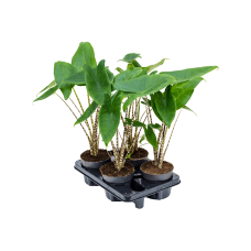 Alocasia zebrina 4/tray