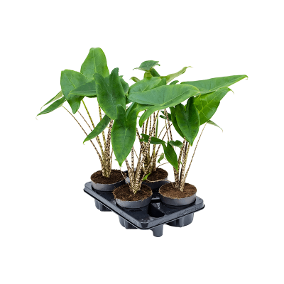 Растение горшечное Алоказия/Alocasia zebrina 4/tray