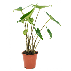 Alocasia zebrina