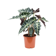 Alocasia 'Polly'