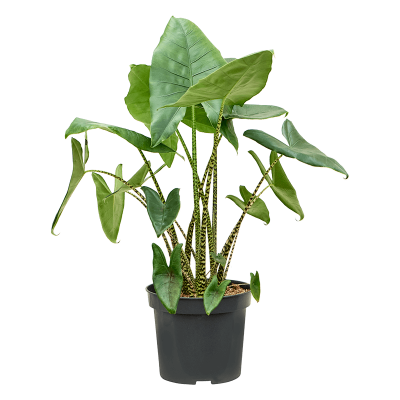 Растение горшечное Алоказия/Alocasia zebrina