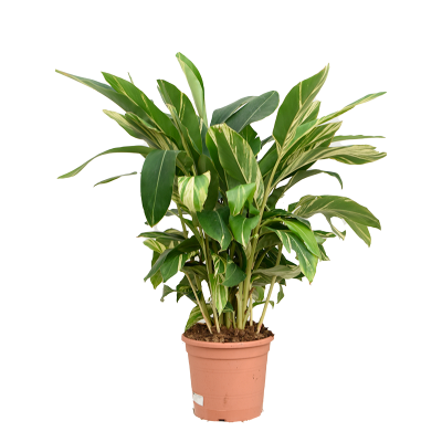 Растение горшечное Альпиния церумбет/Alpinia zerumbet