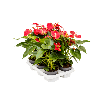 Растение горшечное Антуриум/Anthurium andraeanum 'Sierra' 6/tray