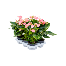 Anthurium andraeanum 'Joli' 6/tray