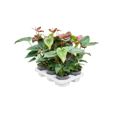 Anthurium andraeanum 'Essencia' 6/tray