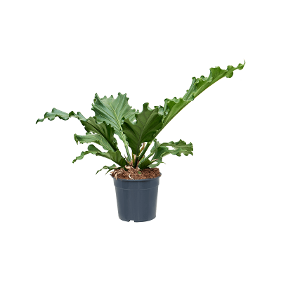 Растение горшечное Антуриум/Anthurium plowmanii 'Storm'