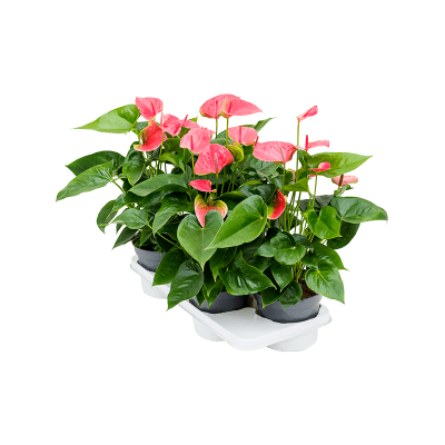 Растение горшечное Антуриум/Anthurium andraeanum 'Maine' 4/tray