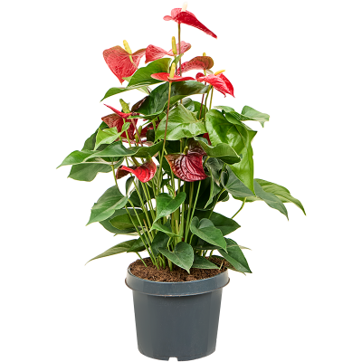 Растение горшечное Антуриум/Anthurium andraeanum 'Sierra'