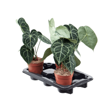 Anthurium clarinervium 3/tray