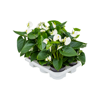 Растение горшечное Антуриум/Anthurium andraeanum 'Sierra White' 6/tray