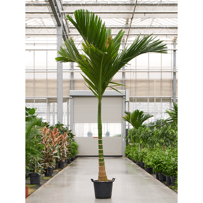 Растение горшечное Арека/Areca catechu dwarf (300-350)