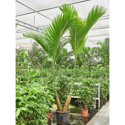 Растение горшечное Арека/Areca catechu dwarf (370-400)