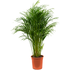 Dypsis (Areca) lutescens