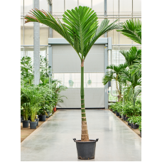 Areca catechu dwarf (250-300)