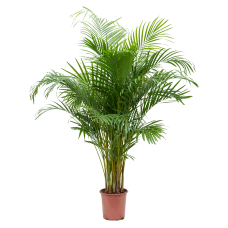 Dypsis (Areca) lutescens